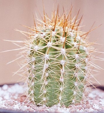 Helianthocereus_escayachensis